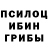 Псилоцибиновые грибы GOLDEN TEACHER Daniel Szejko
